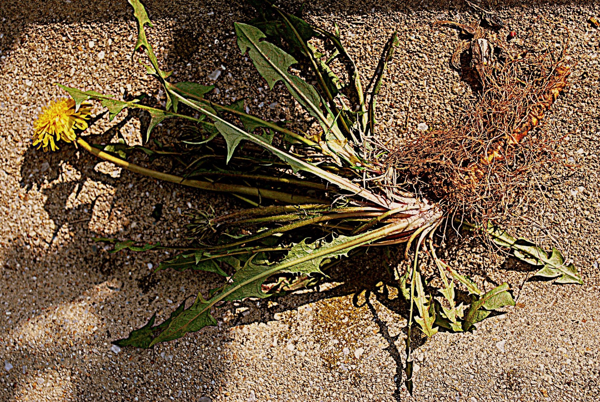 Сорняк овощ. Одуванчик лекарственный корень. Taraxacum officinale корень. Dandelion root - корень одуванчика. Пырей лопух и одуванчик.