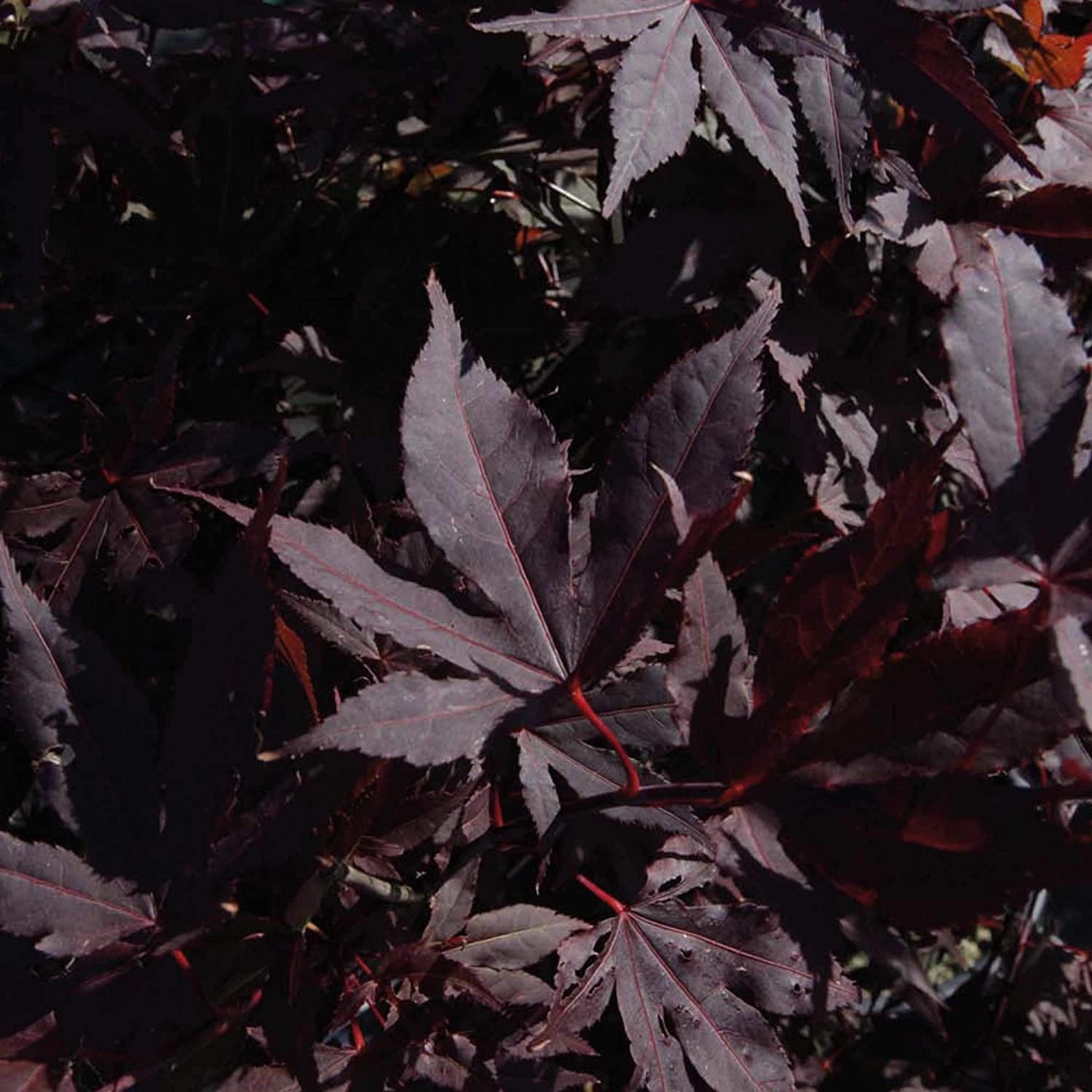 Кустарники с бордовыми листьями фото с названиями