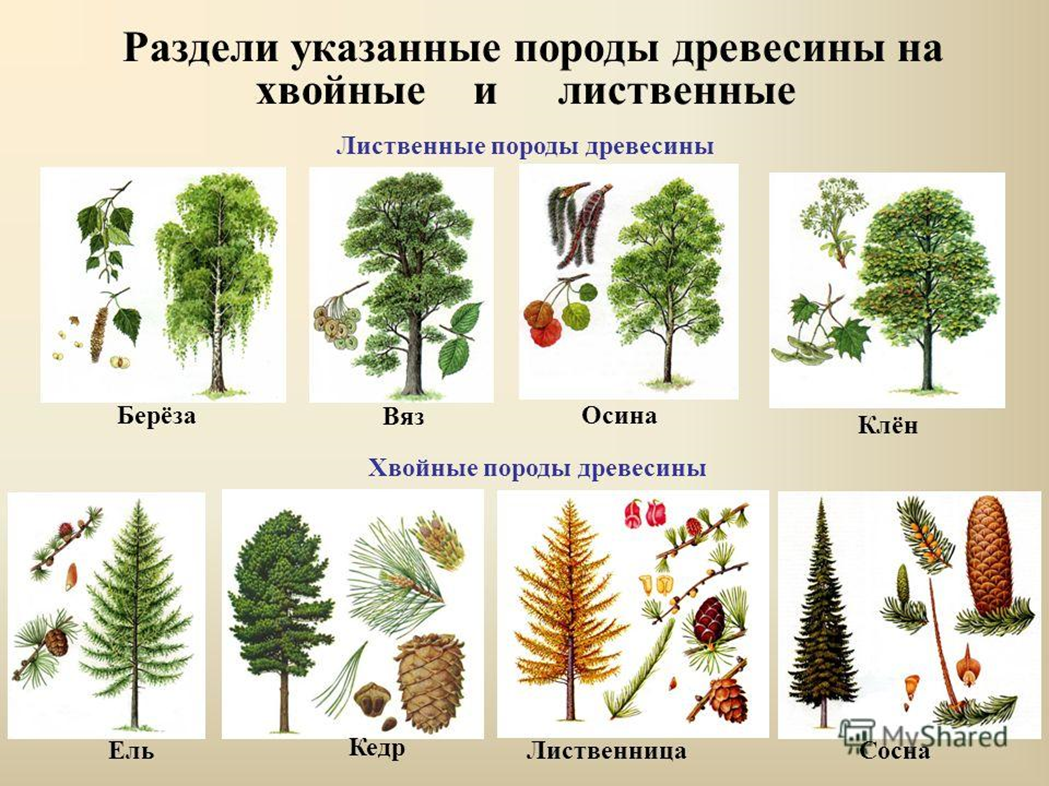 Деревья средней полосы россии (75 фото) »