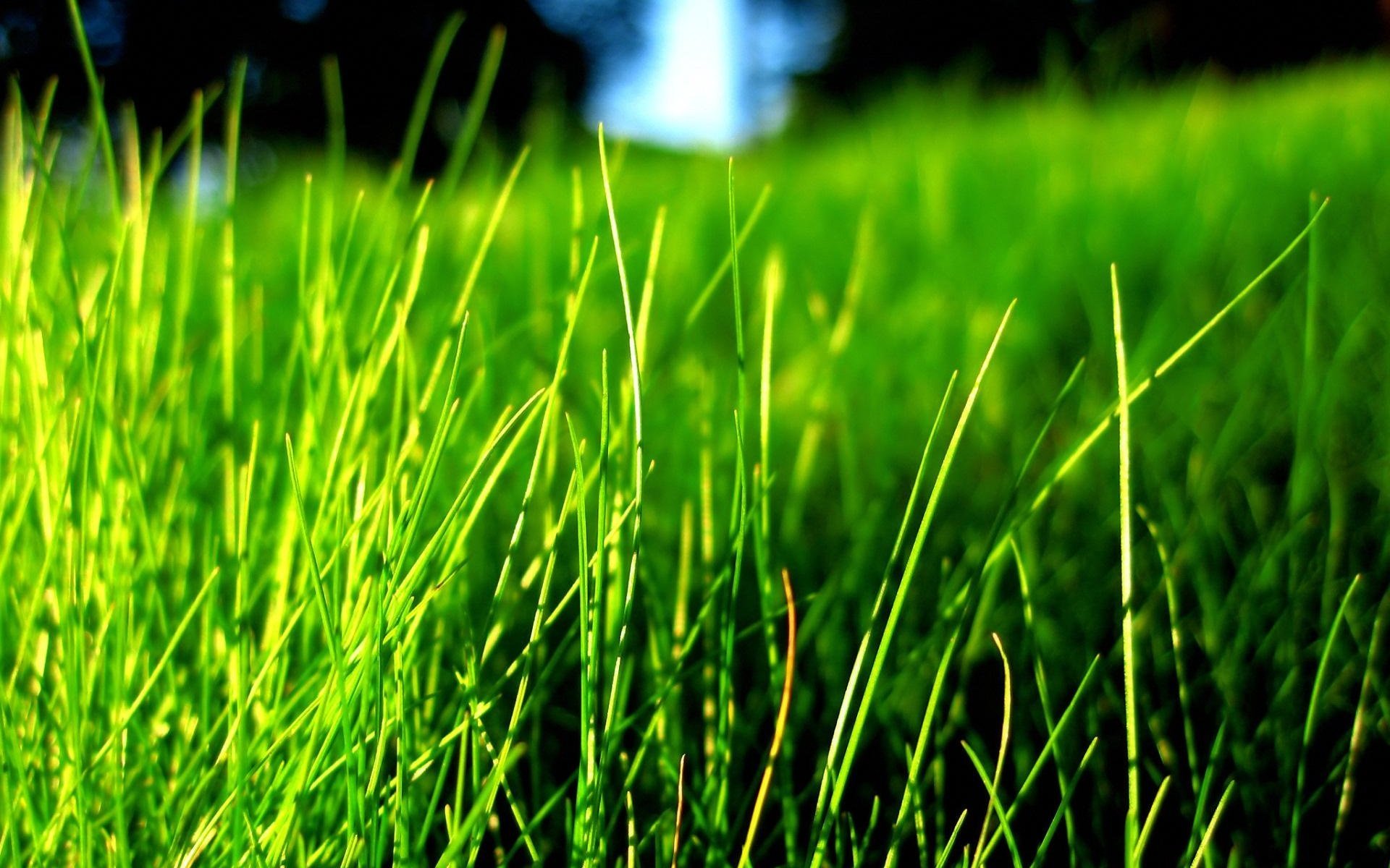 Трава зелена вопрос. Трава. Обои трава. Зелень трава. Заставка на рабочий стол трава.