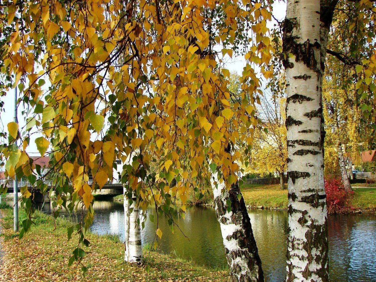 Золотая береза дерево. Береза осенью. Береза осень. Золотая осень березы. Осенняя Березка.