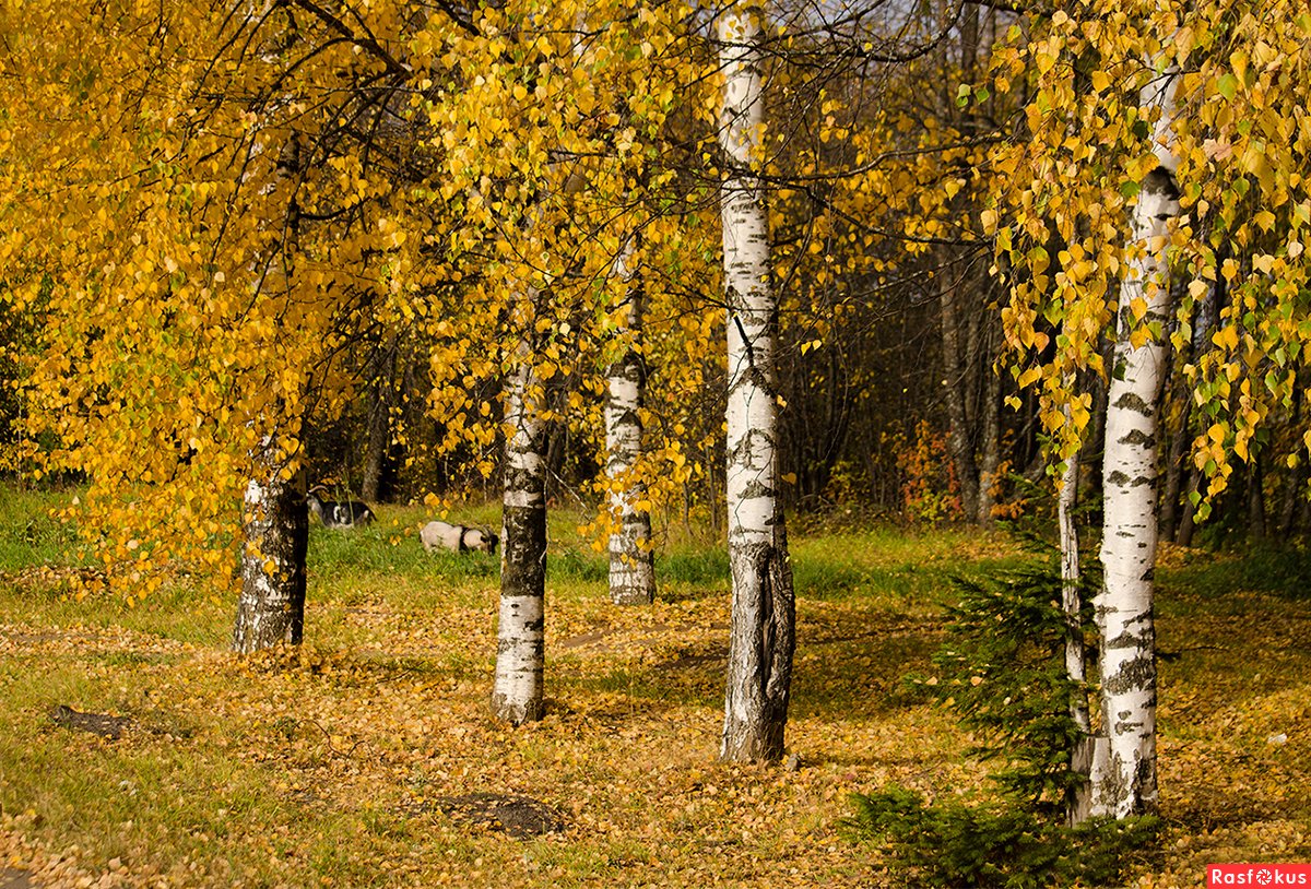 Береза желтая. Осенняя береза. Береза осенью. Береза осень. Березка осенью.