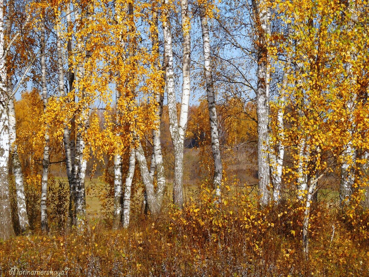 Красива береза осенью. Осенняя береза. Осенний лес березы. Береза в октябре. Береза осень.