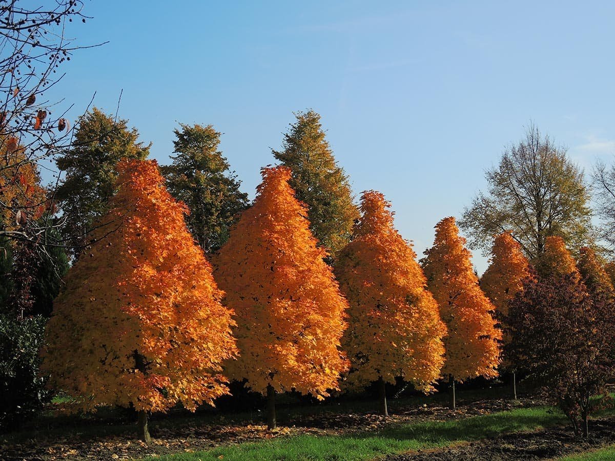 Клен остролистный. Клен остролистный Колумнаре. Клен остролистный (Acer platanoides). Клен Колумнаре. Acer platanoides 'Columnare'.