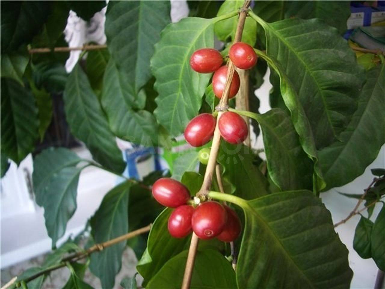 Домашние растения кофе арабика. Кофе Аравийское растение. Кофе Арабика растение. Кофе Аравийский Арабика. Кофейное дерево Аравийское.