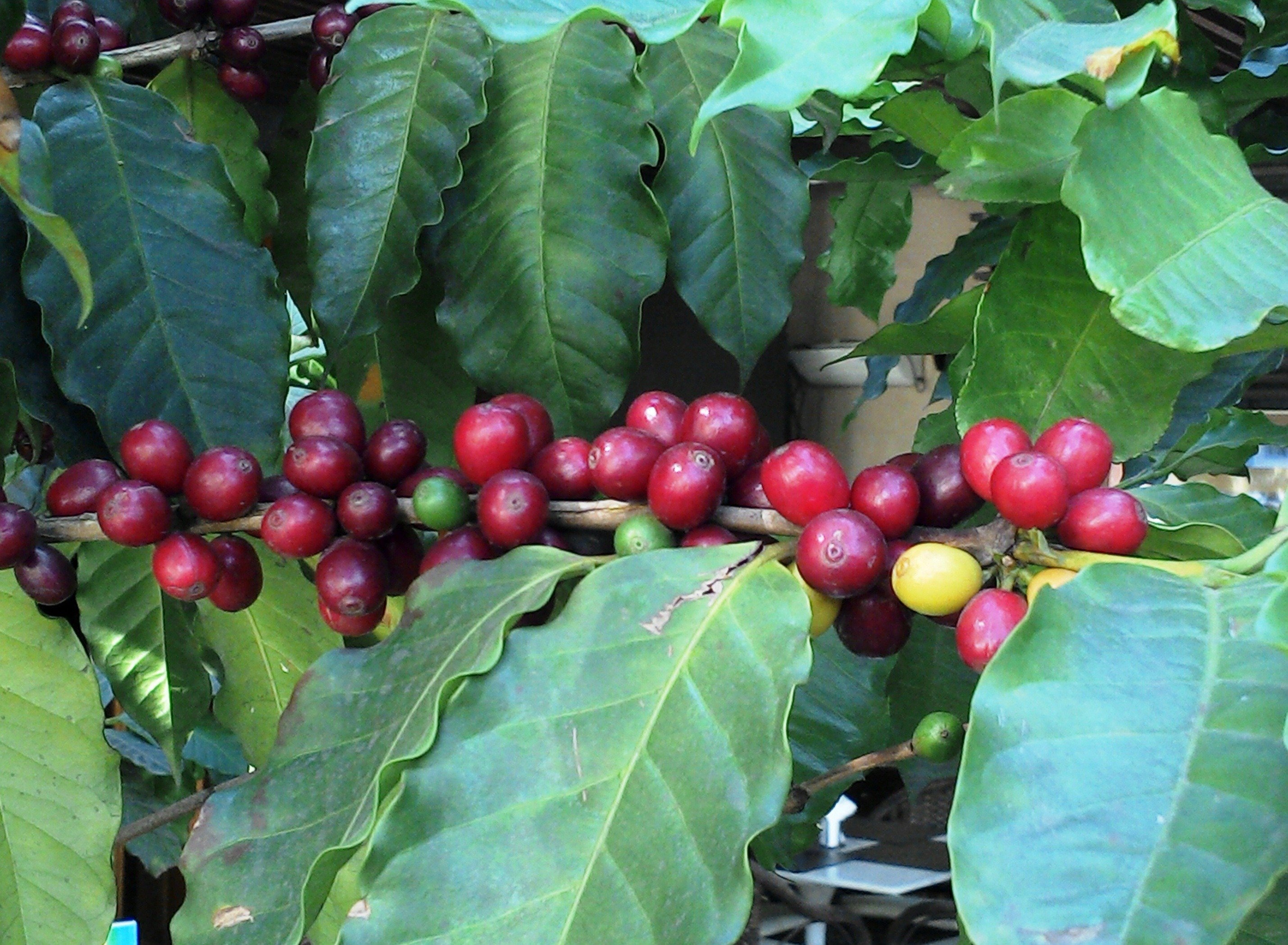 Кофе это фрукт. Кофе Аравийское растение. Кофейное дерево Аравийское. Кофейное дерево (Coffea). Семейство Мареновые кофейное дерево.