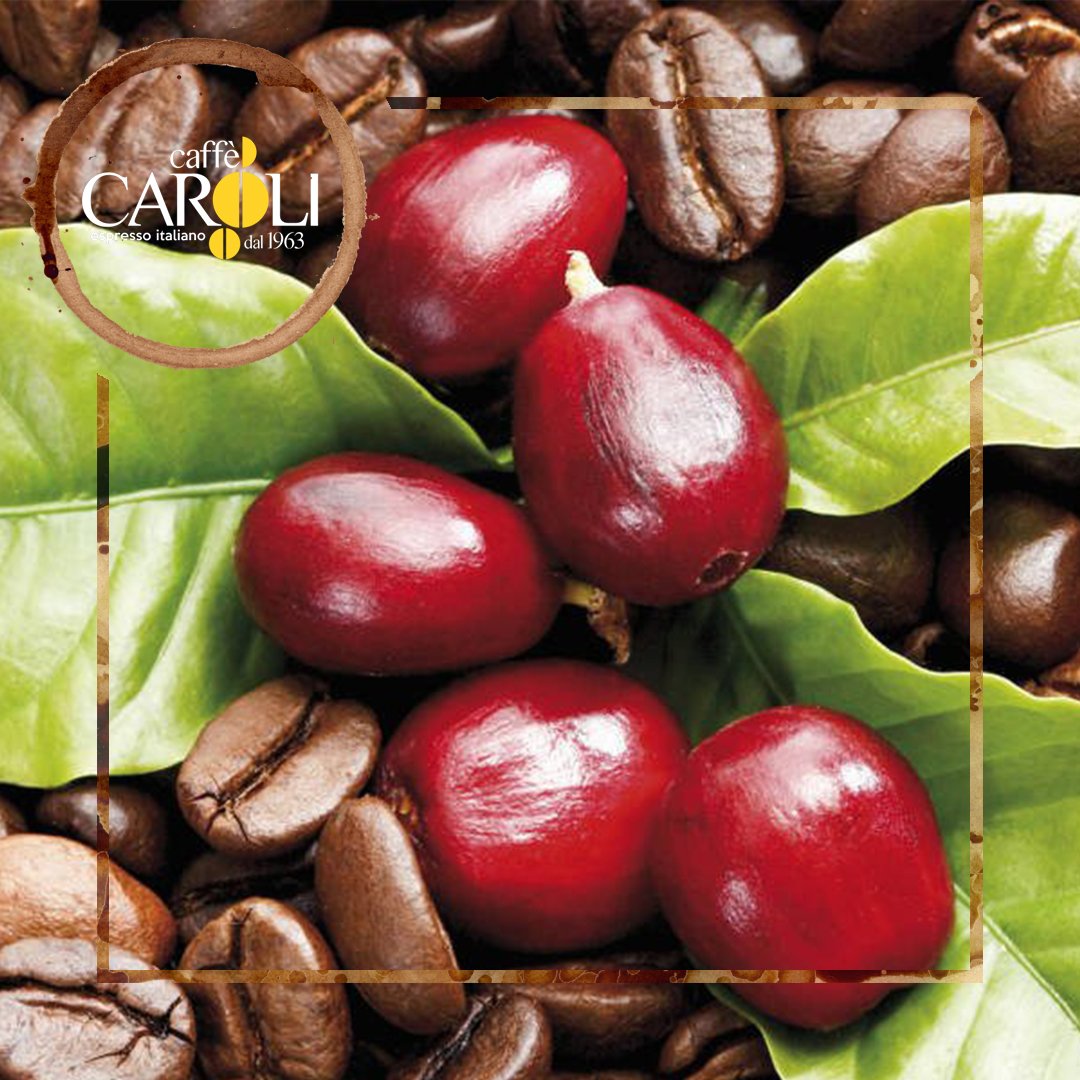 Кофе это фрукт. Кофе Арабика плоды. Кофейные деревья Арабика и Робуста. Кофе в зернах. Плоды кофейного дерева.
