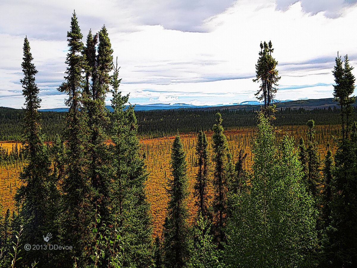 Хвойные леса какая природная зона. Бореальный лес Канады. Якутская Тайга. Тайга биом. Тайга природная зона.
