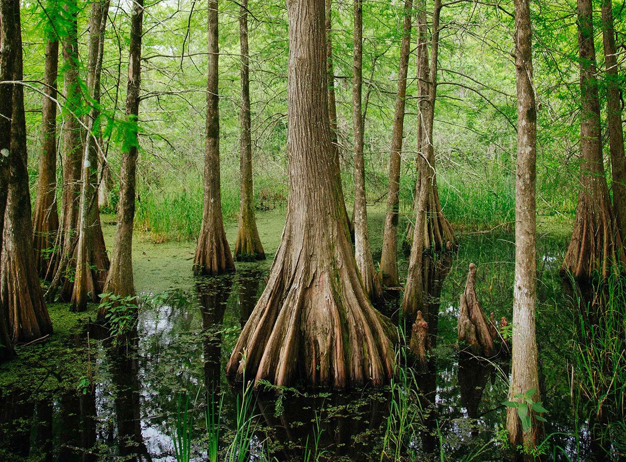 Болотистое дерево. Пневматофоры болотного кипариса. Болотный Кипарис Луизиана. Пневматофоры болотного кипариса Сукко. Американский болотный Кипарис.