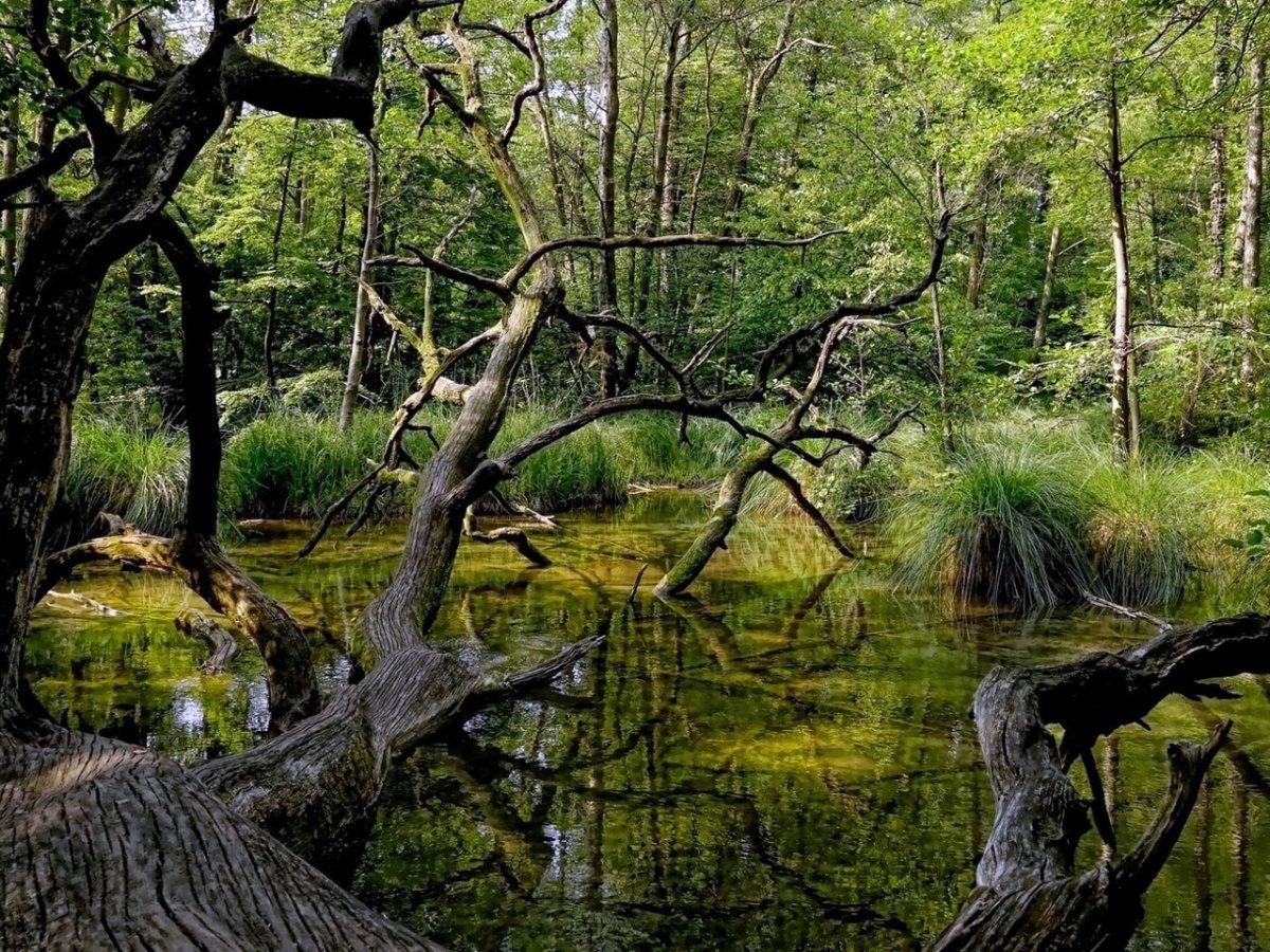 Вечнозеленые болото. Лесное болото трясина. Болотистые леса Румыния. Лесное болото Адыгея. Деревья на болоте.
