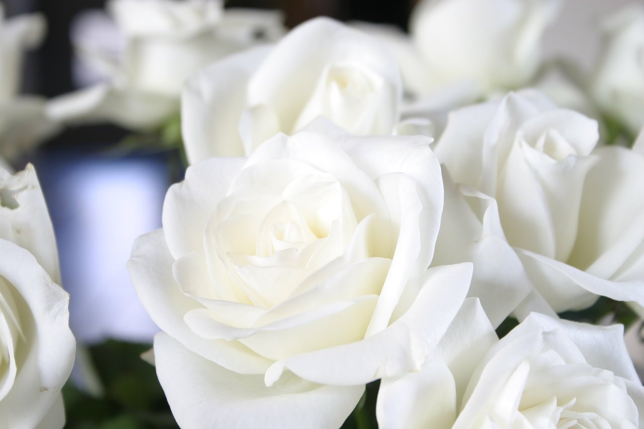 Белая картинка. Красивые белые розы. Красивый белый цвет. Белый цвет фото.