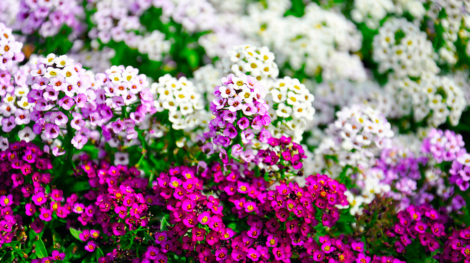Летние цветы фото и названия. Амиссиум. Алиссум ласковый взор. Алиссум. Алиссум Lucia Lavender.