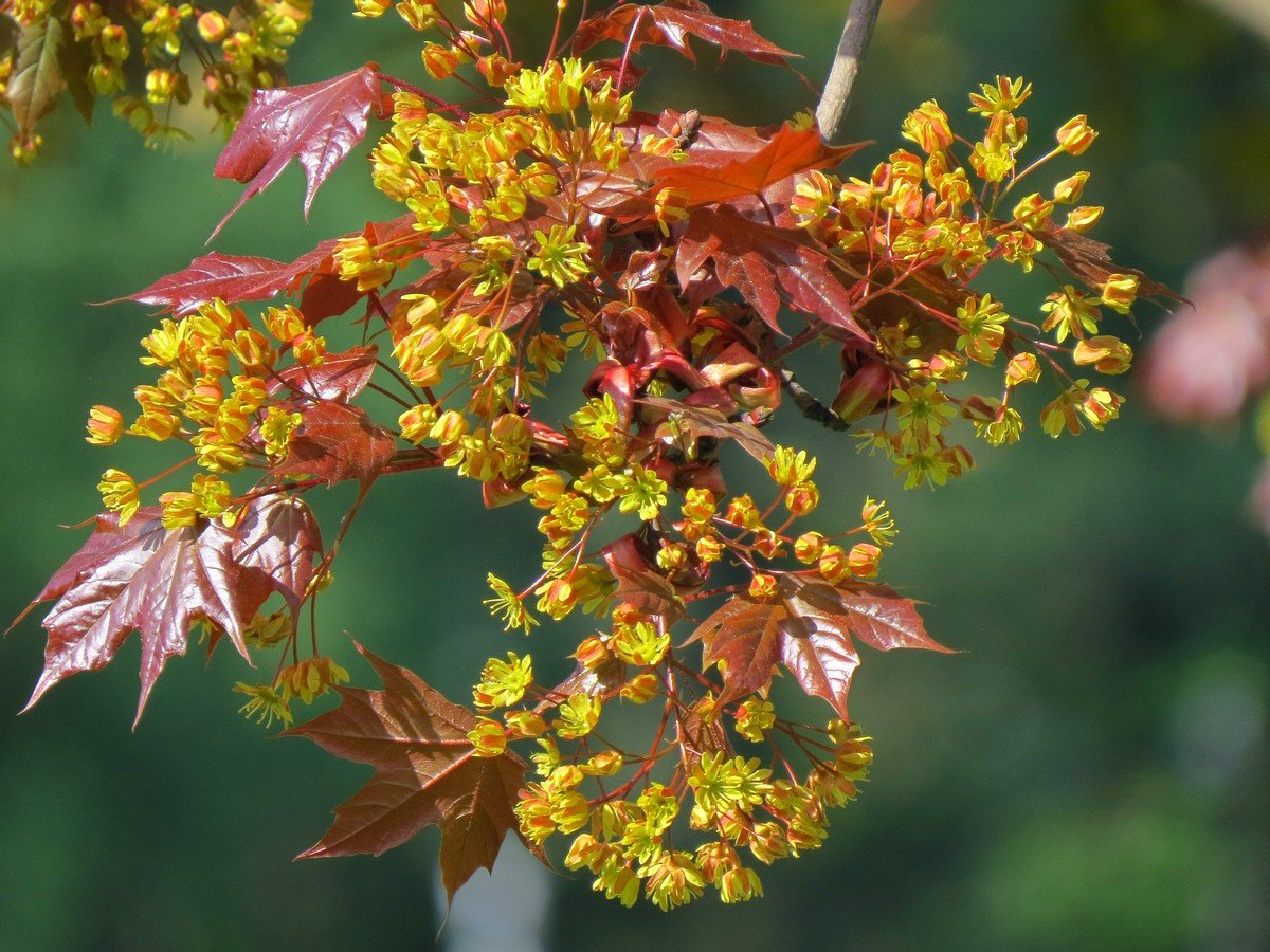 Клен остролистный acer platanoides