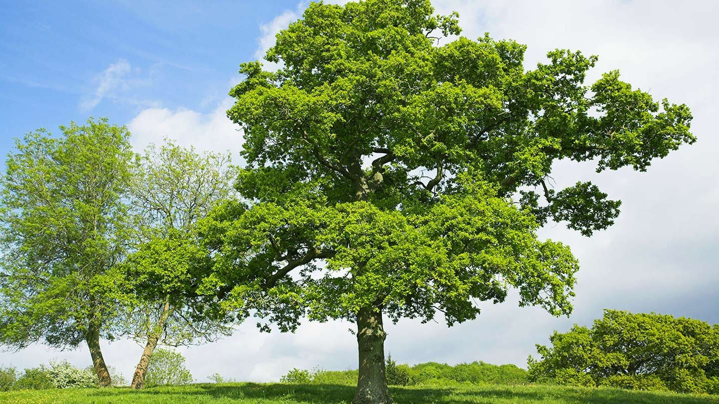 Much trees. Дуб, вяз, бук, клен. Дуб горный дерево. Балканский дуб дерево. Лиственные деревья дуб.