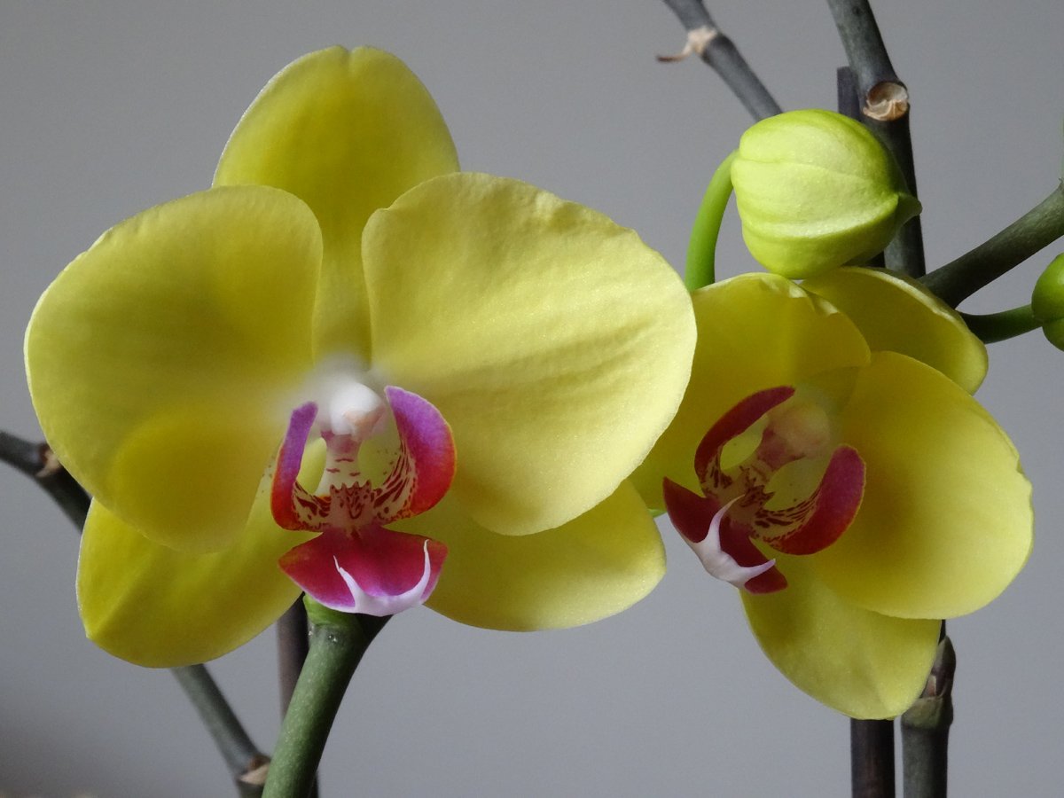 Красно желтая орхидея. Фаленопсис Еллоу. Фаленопсис Еллоу Квин. Фаленопсис Йеллоу Квин. Фаленопсис Califo.