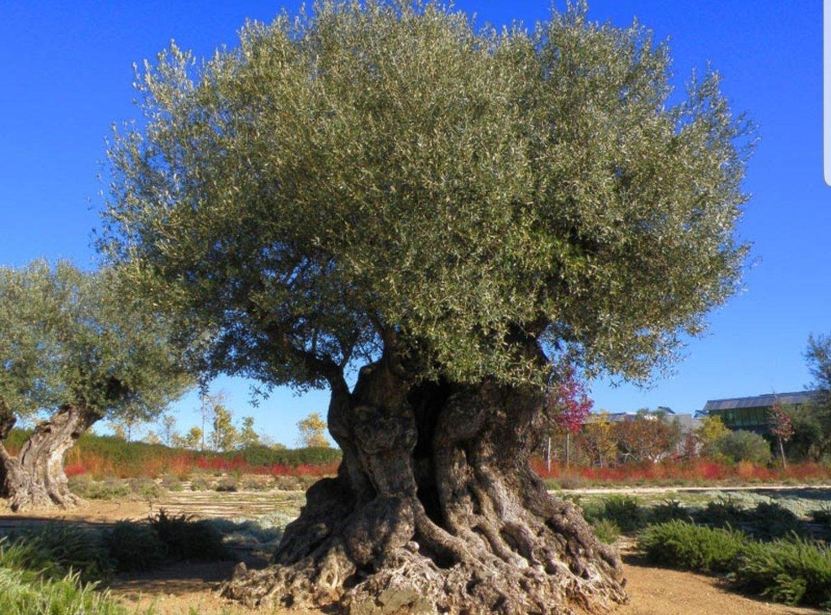 деревья в греции