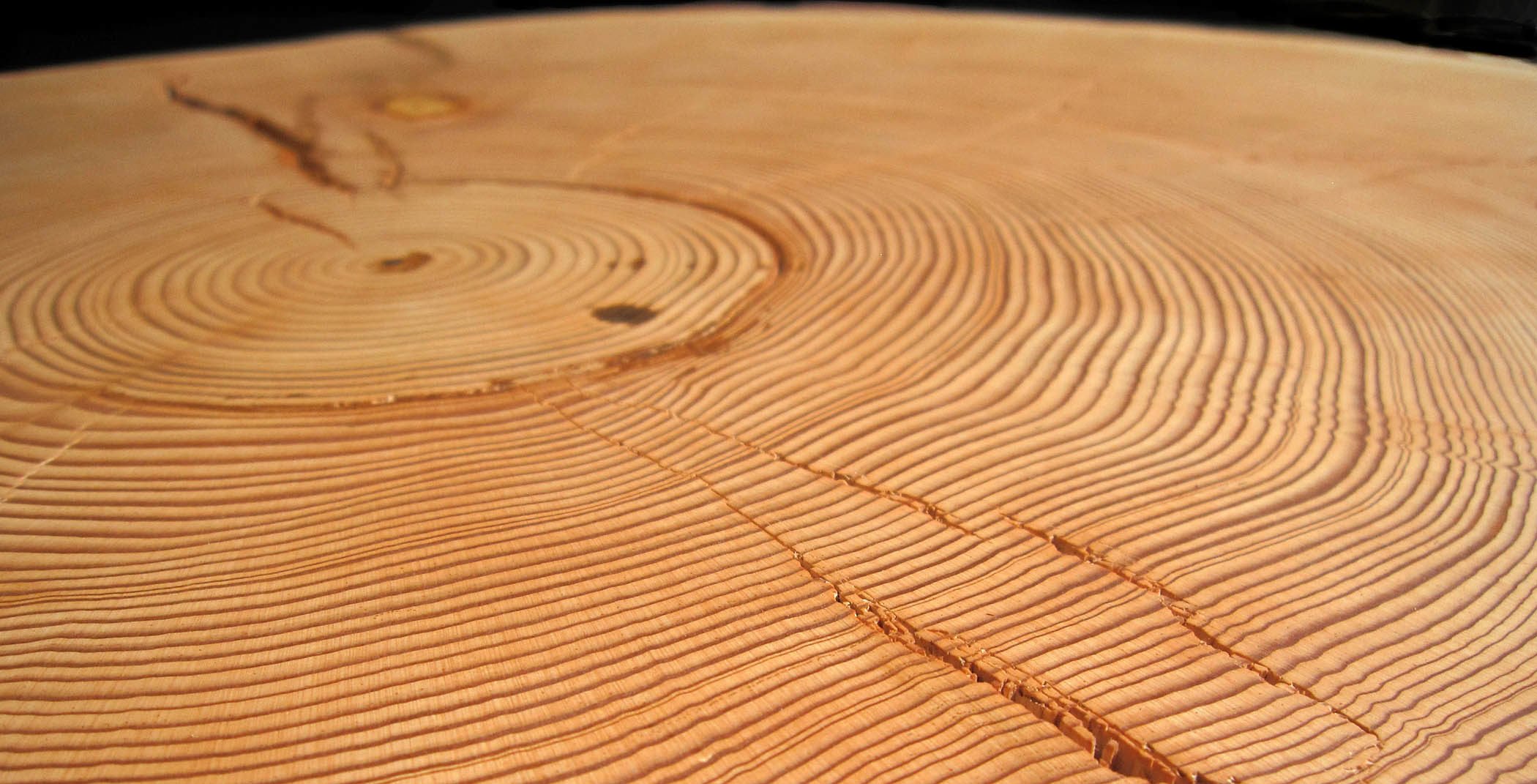 Сделайте кольцевой надрез на древесной ветки. Срез дерева. Дерево в разрезе. Срез дерева текстура. Красивый срез дерева.