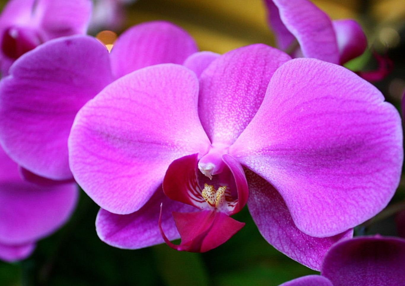 Орхидея Phalaenopsis Purple Dust