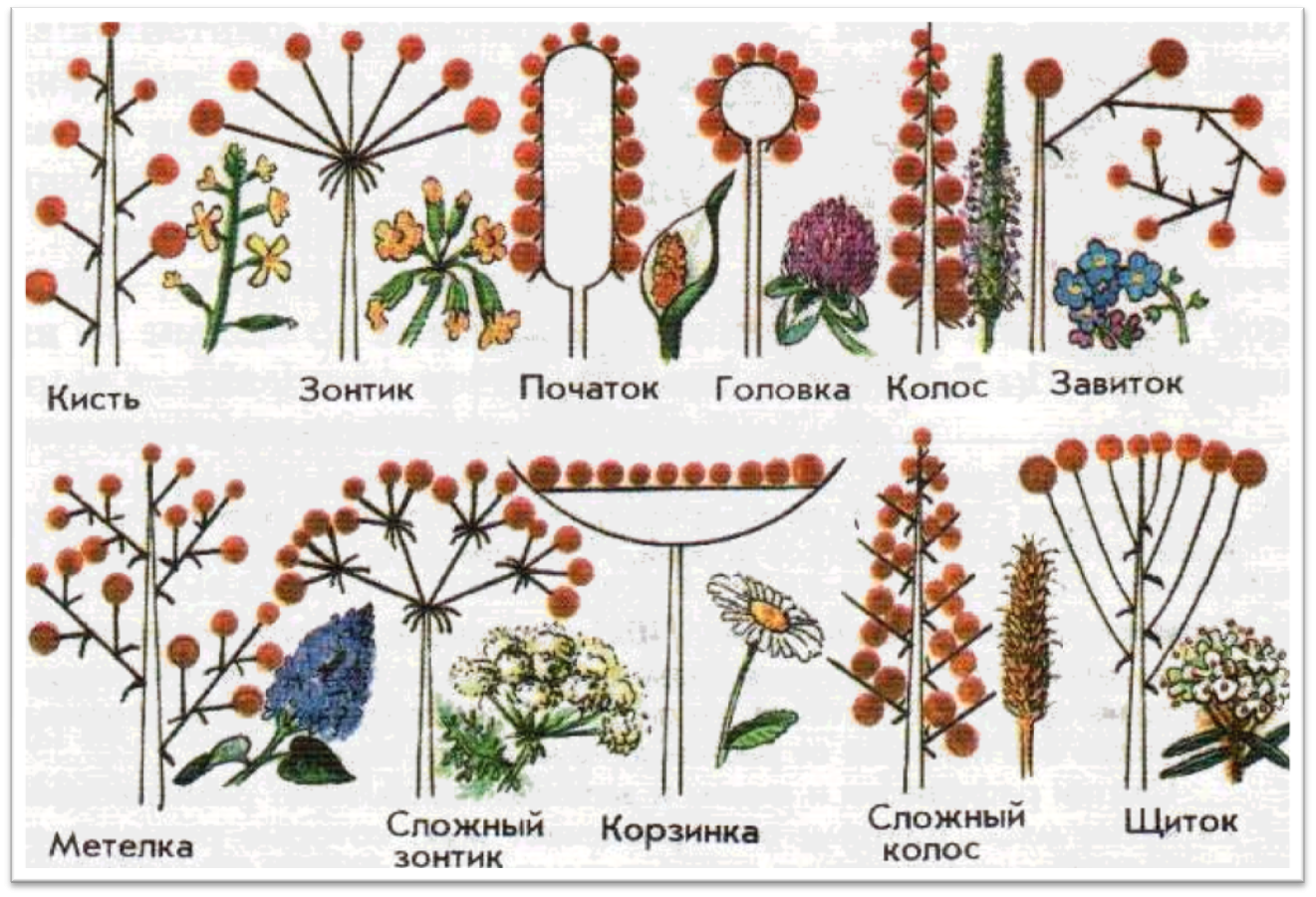 Соцветие цветов. Метелка корзинок соцветие. Метёлка сложный Колос сложный зонтик. Соцветие зонтик 6 класс биология. Соцветие зонтик, щиток, Колос, кисть.
