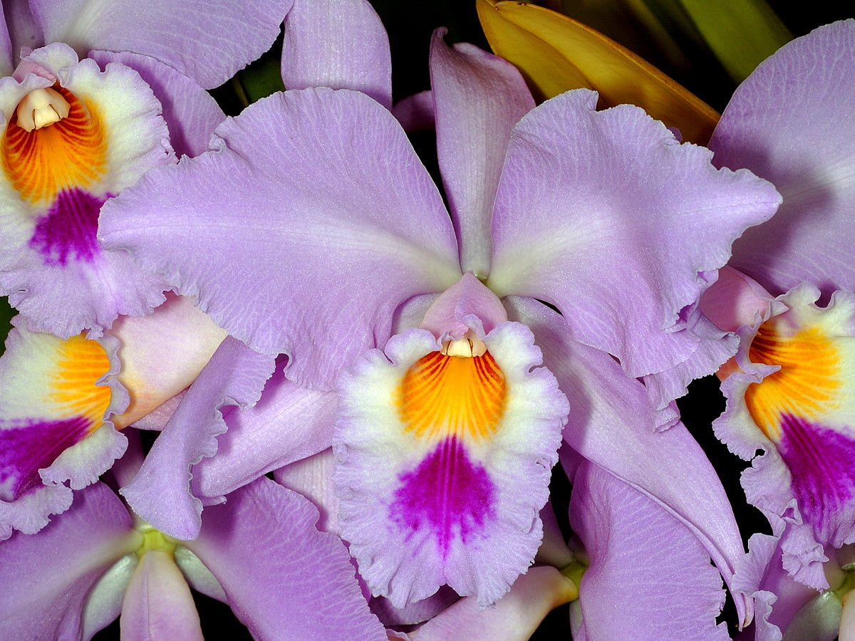 Орхидеи Cattleya mossiae