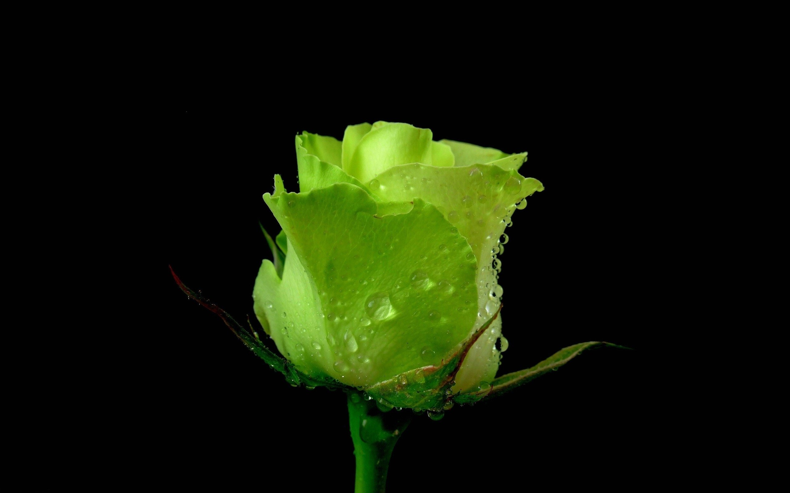 Бутон белой розы - 53 фото