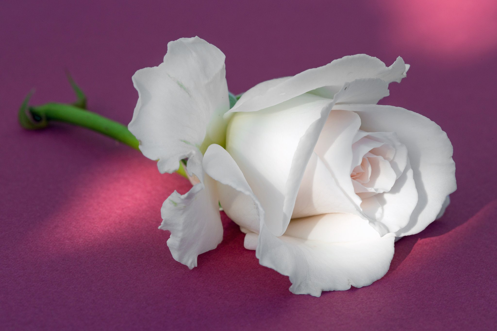 Бутон белой розы - 53 фото