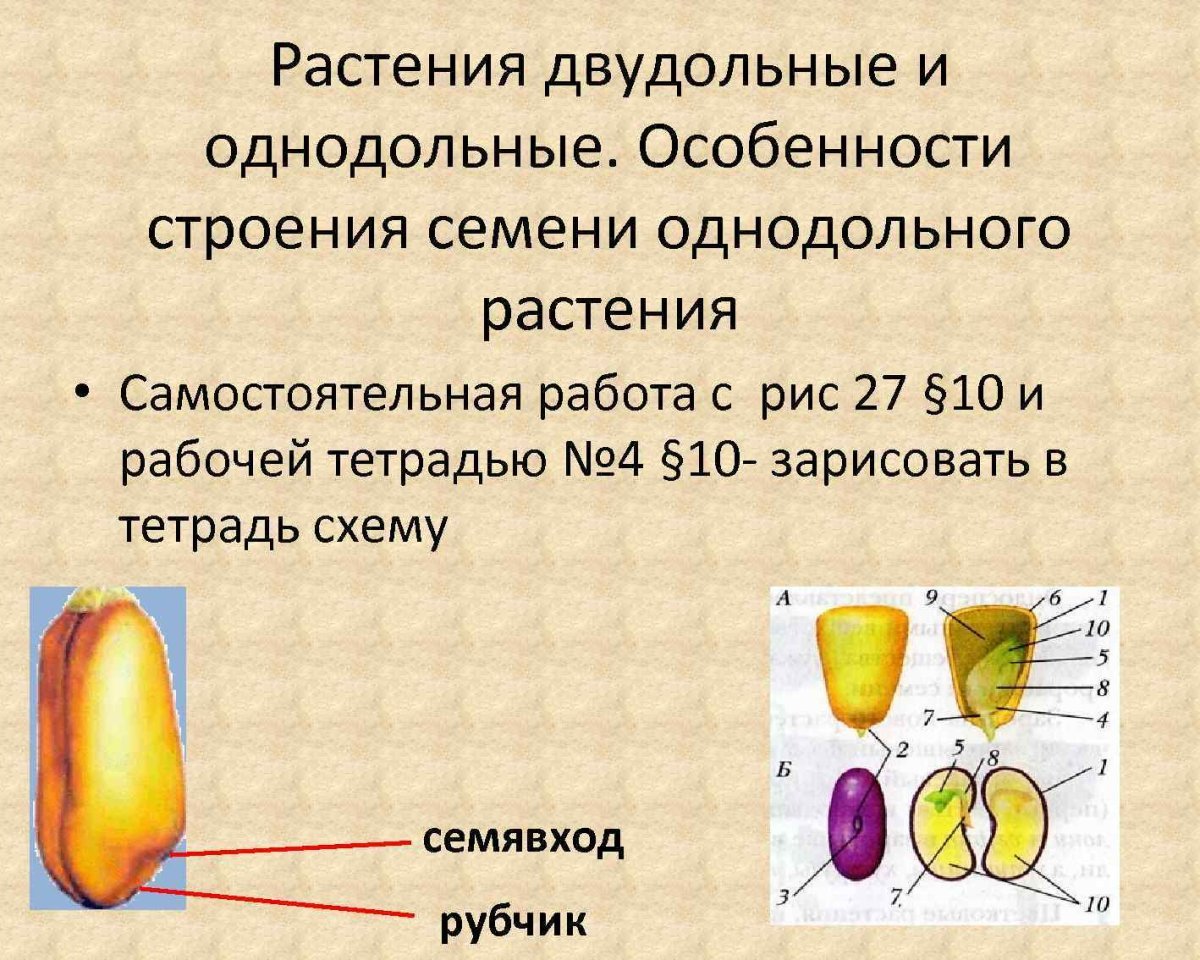 Изучение семян растений. Строение семени двудольного растения. Строение однодольного семени фасоли. Семена однодольных растений строение. Строение семени однодольных и двудольных.