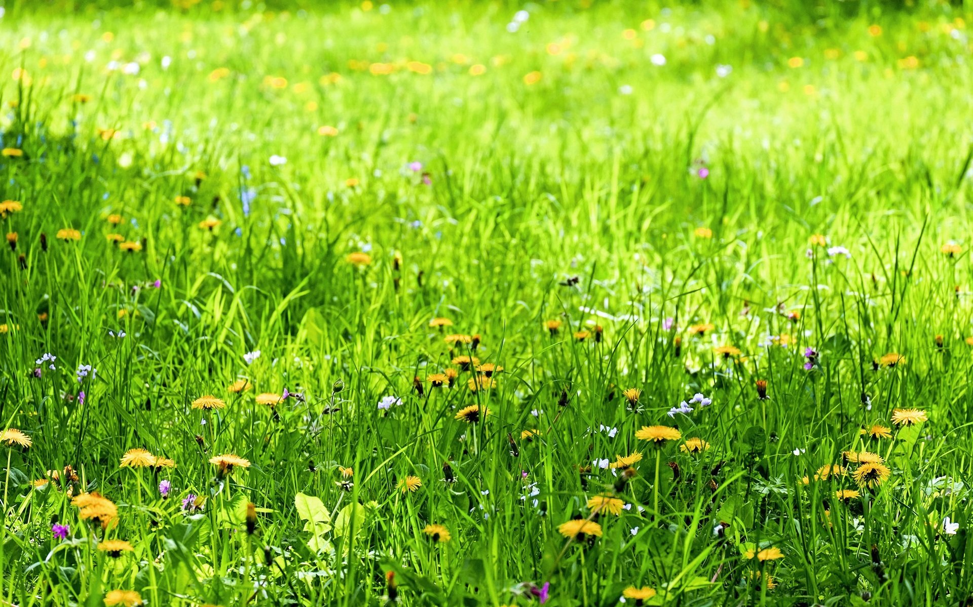 Травка с цветочками. Трава на лугу. Трава на Поляне. Зеленая трава Поляна. Газонная трава с цветами.