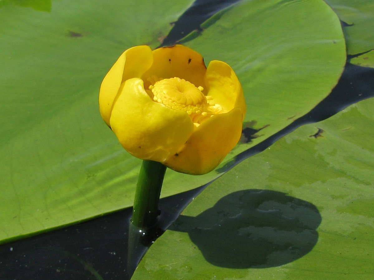 Желтая кувшинка фото. Кубышка (Nuphar). Кубышка малая Nuphar pumila. Кубышка желтая (Nuphar lutea). Кубышка жёлтая малая.