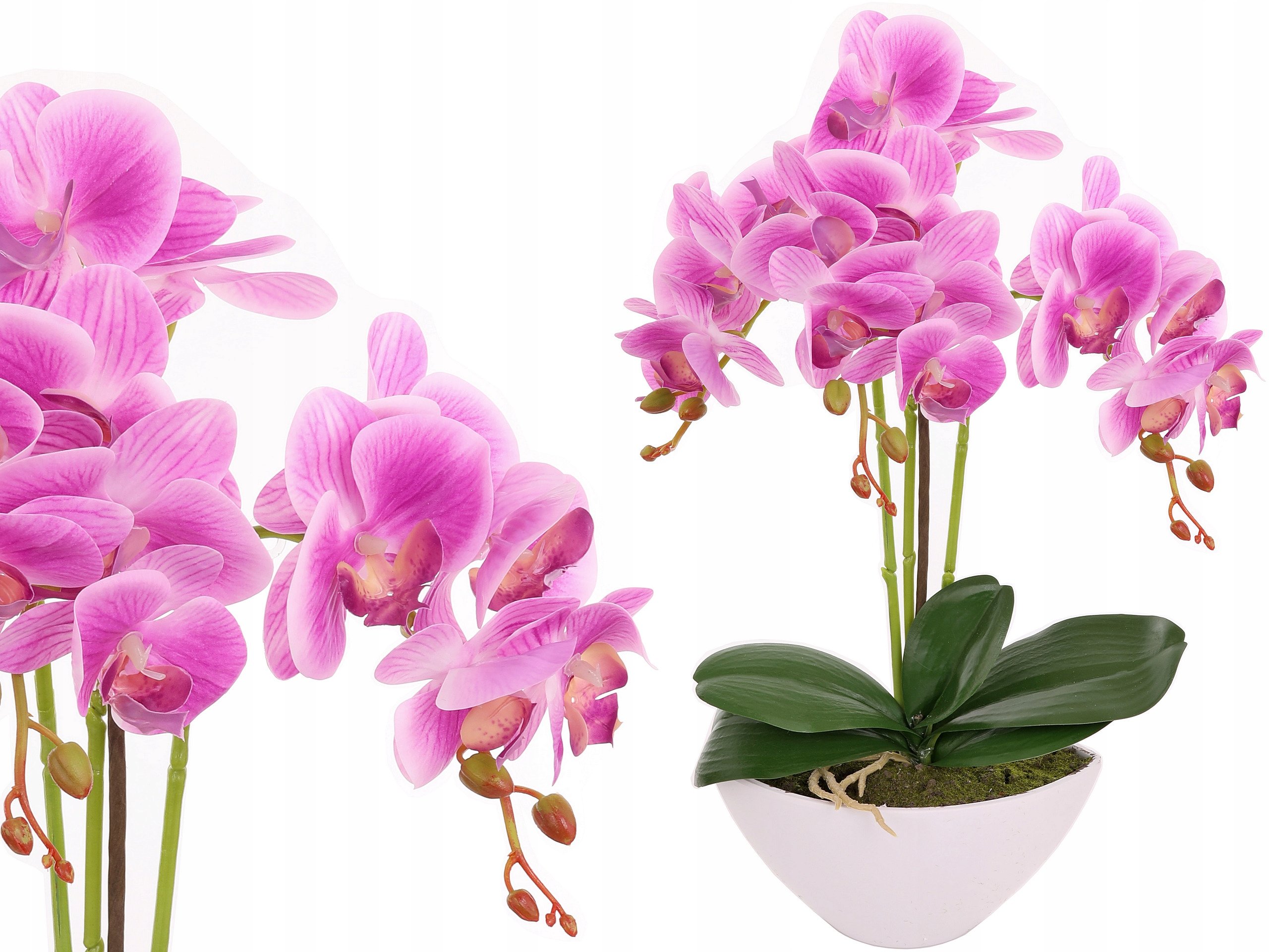 Орхидеи в горшке интернет магазин. Орхидея Аллегро. Цветы живые фаленопсис. Орхидея цветок в горшке. Искусственные цветы орхидеи в горшке.