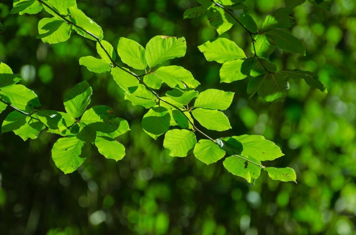 фото веток деревьев с листьями