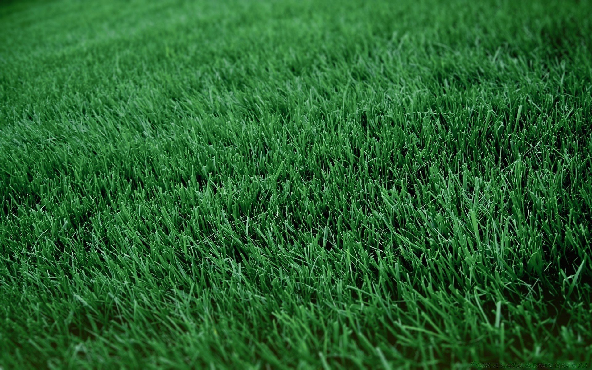 Газон трава текстура - 53 фото