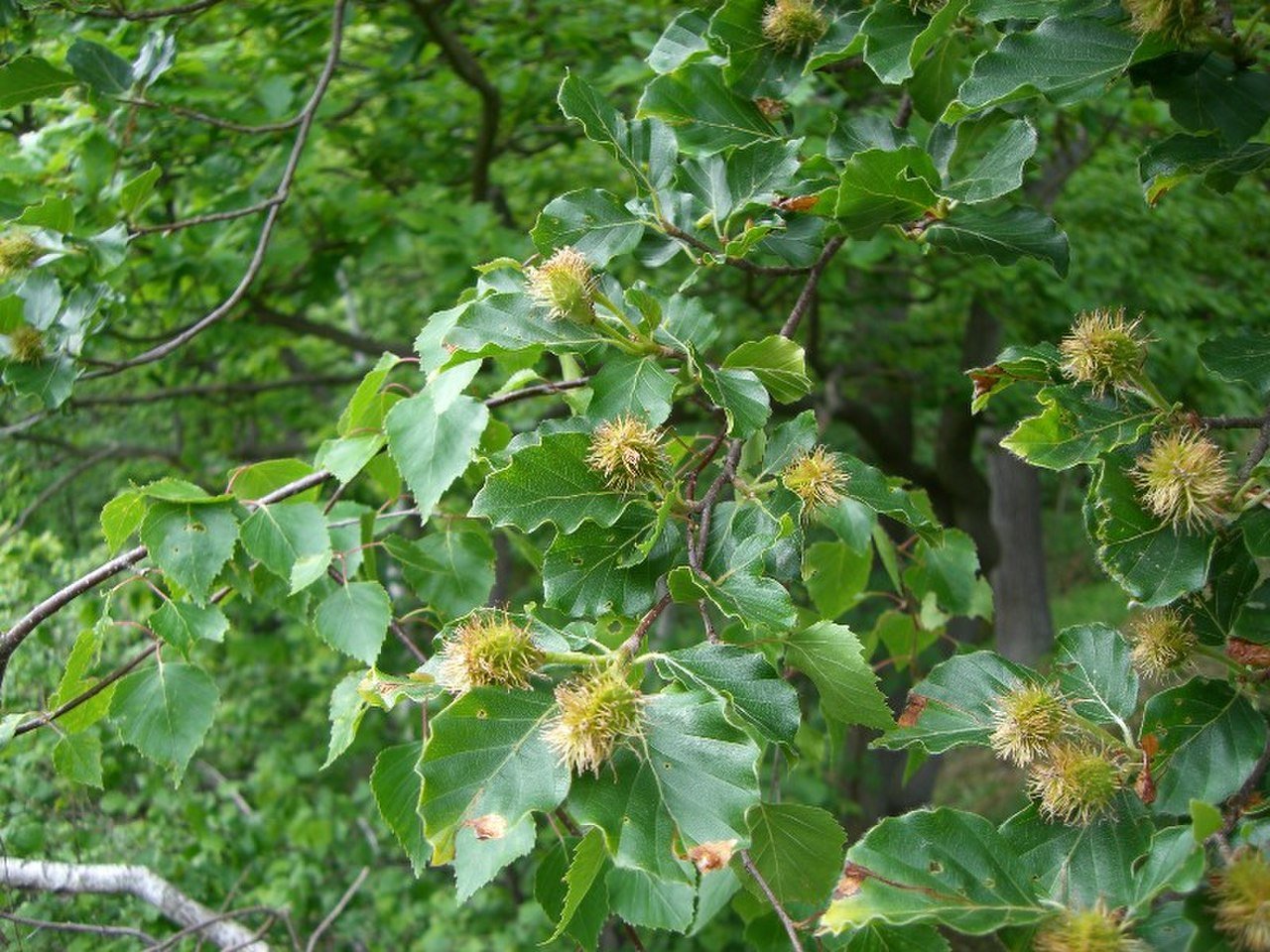 Чинарик это. Бук Лесной Fagus sylvatica. Бук Восточный – Fagus orientalis. Буковые орешки чинарики. Орехи букового дерева.