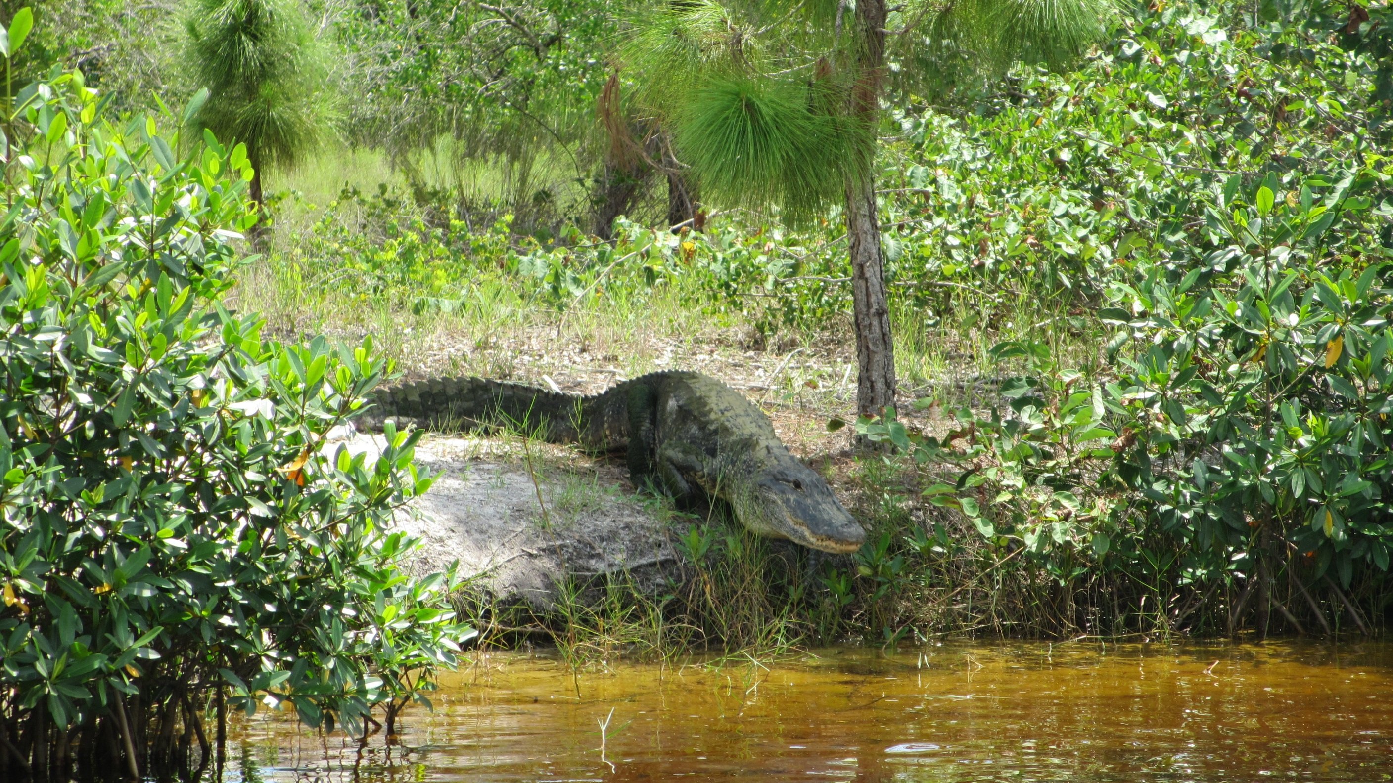 Амазонка дика природа. Река Амазонка крокодилы. Тропические леса амазонки фауна. Крокодил в тропическом лесу. Флорида джунгли.