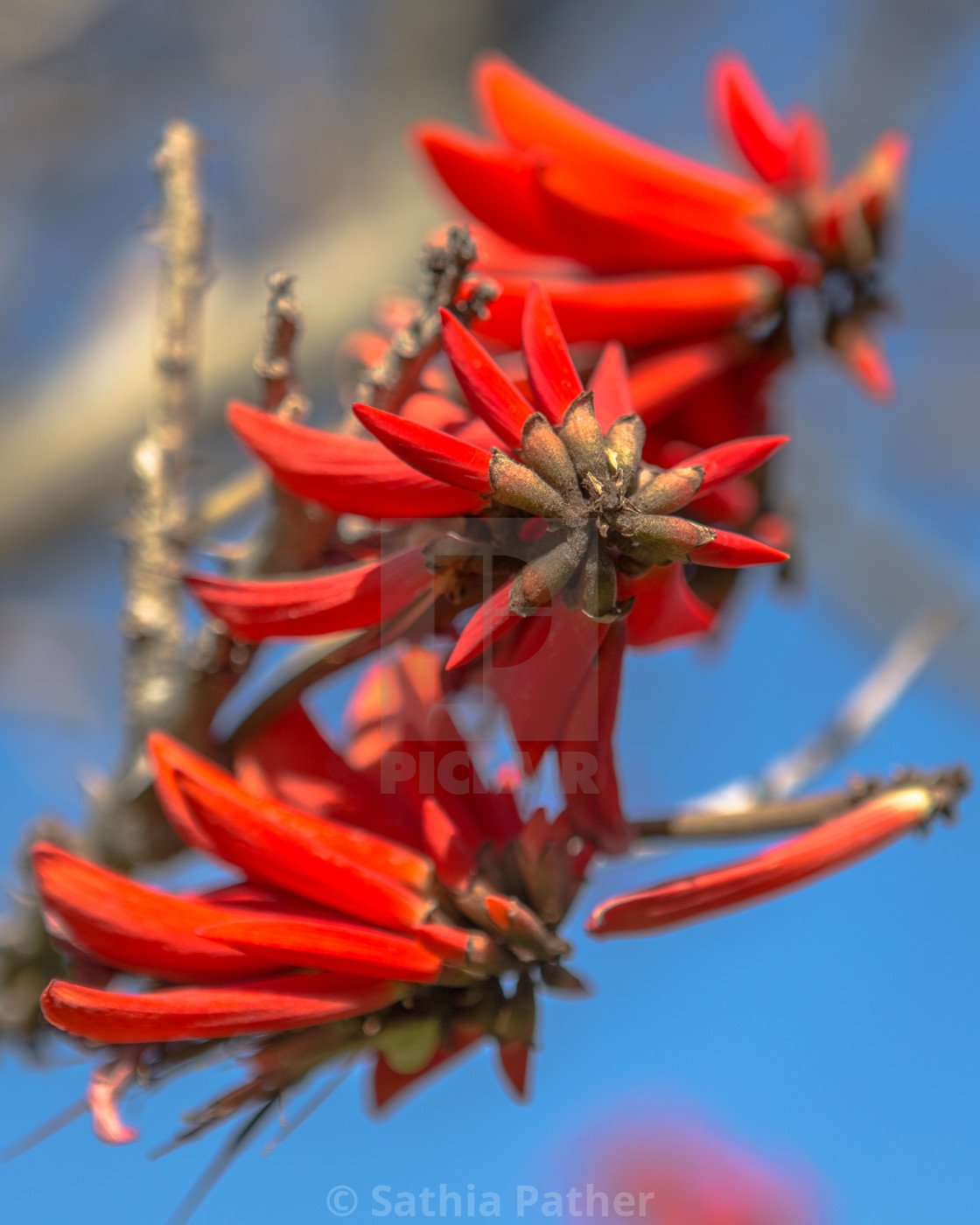 Эритрина. Erythrina acanthocarpa. Эритрина коралловая. Эритрина цветок. Эритрина цветение.