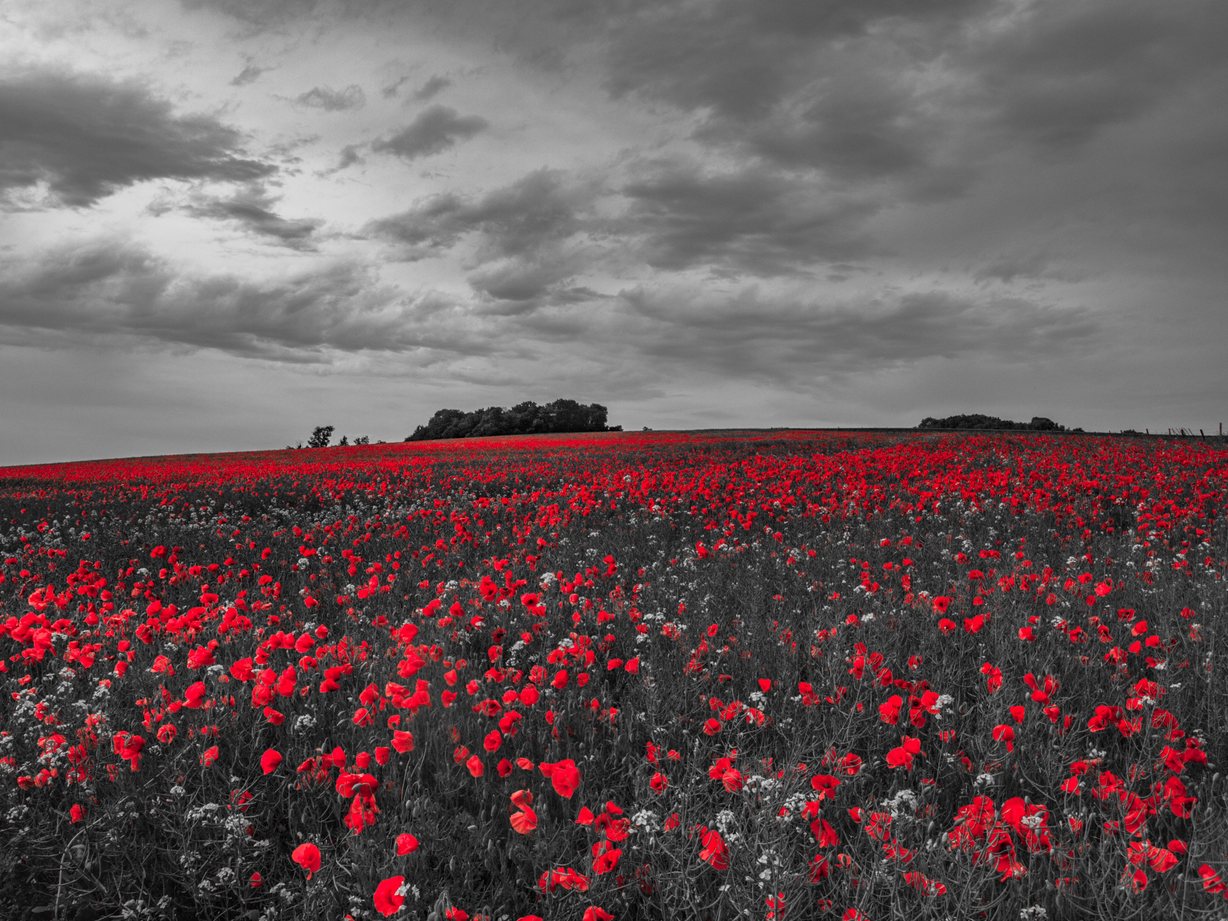 Красно черные фотографии. Маковое поле. Красные цветы поле. Поле роз. Поле красных роз.