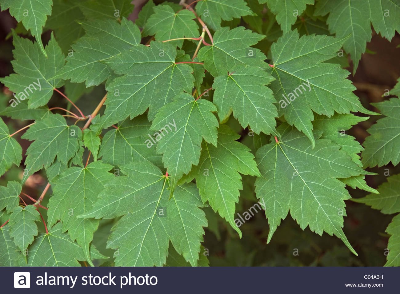 Фото листьев кустов с названиями. Клен бородатый Acer barbinerve. Клен узколистый. Клен клиновидный. Клен Ложноплатановый лист.