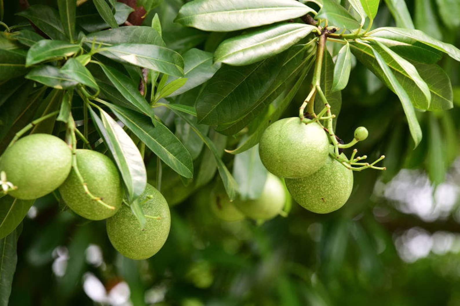 Бильва дерево. Плод дерева Баиль. Aegle Marmelos. Айва Бенгальская.