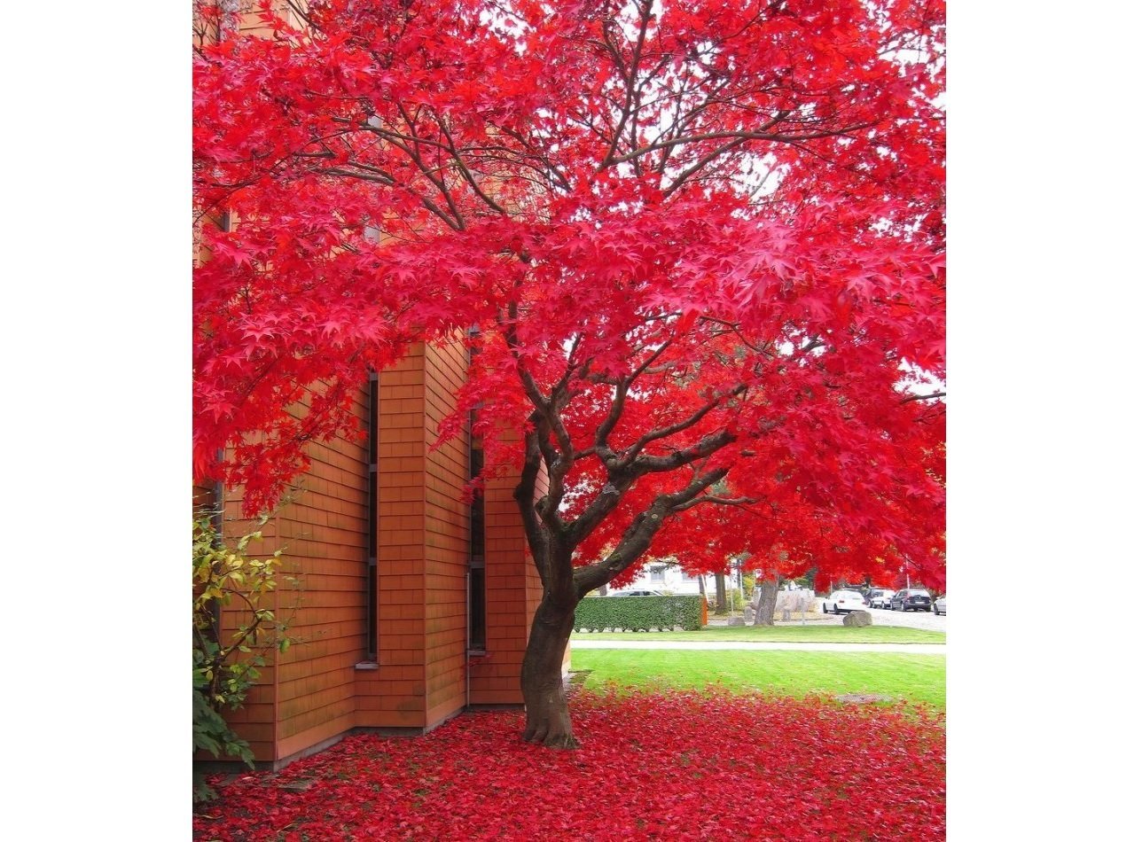 Красивое красное дерево. Клен красный бургунди Бель. Красивые деревья для сада. Красивое дерево. Красивые декоративные деревья.