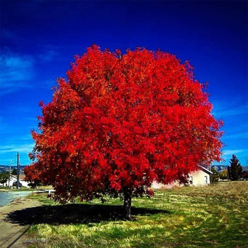 Покажи фото красного. Клен остролистный ред Сансет. Acer rubrum (клен красный) 'Red Sunset'. Acer rubrum 'Red Sunset'. Красный канадский клен.