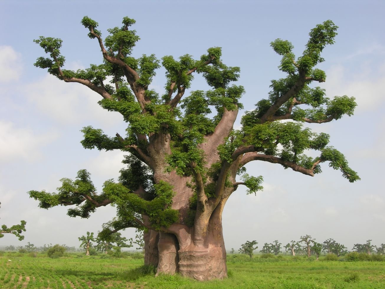 Очень толстой дерево. Баобаб Адансония. Adansonia digitata баобаб Адансония пальчатая. Баобаб дланевидный. Баобаб Африканский Ботаническая.