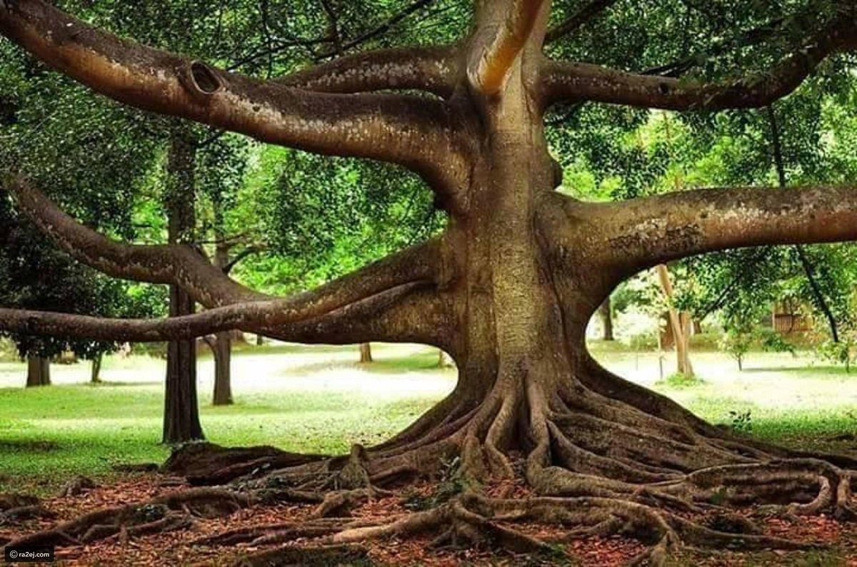 Дерево ма
