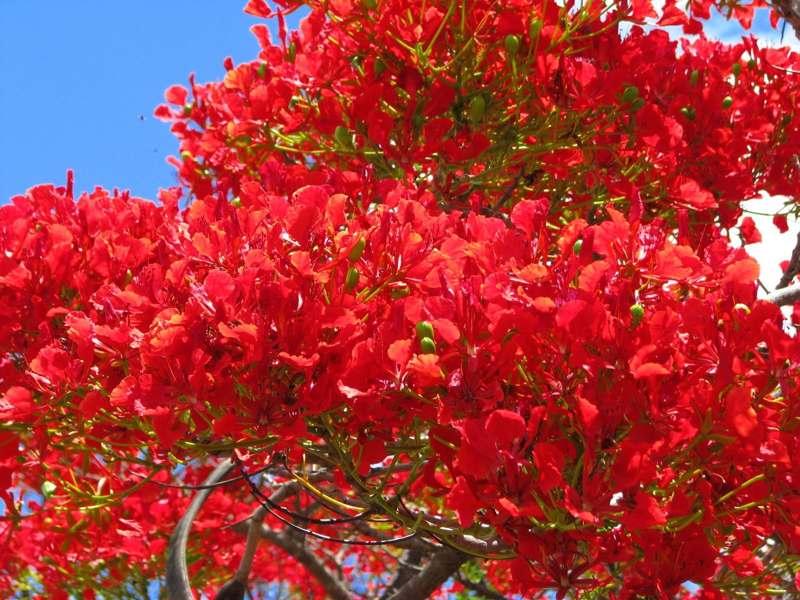 Цветущие деревья фото с названиями. Делоникс дерево. Дерево Делоникс Африки. Делоникс Королевский. Огненное дерево Делоникс Королевский.
