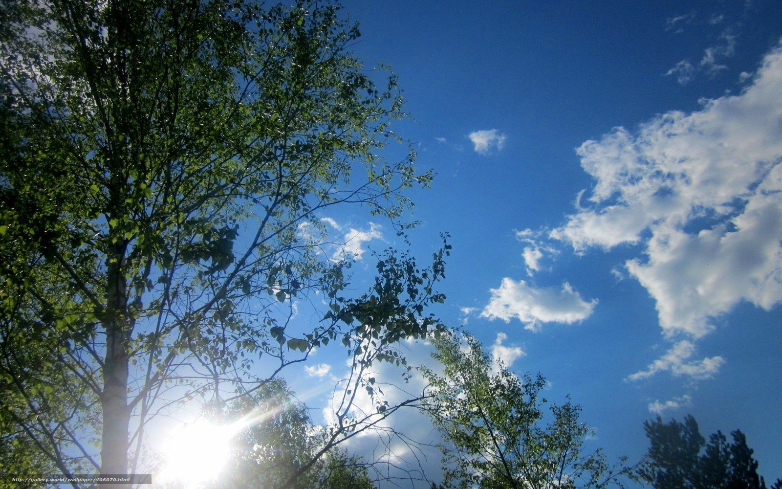 Солнышко березки. Береза и небо весной. Деревья небо голубое солнце. Весеннее небо. Березы солнце небо.