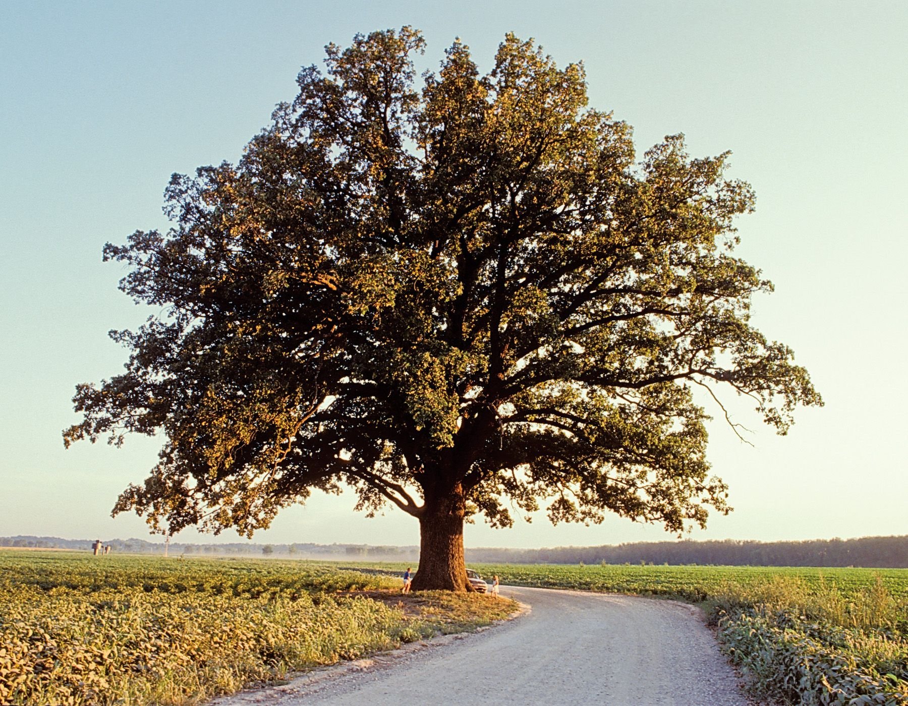 Червонное дерево. Американский дуб Quercus Alba. Бук дерево. Белый дуб Северной Америки. Дуб красный деревья Северной Америки.