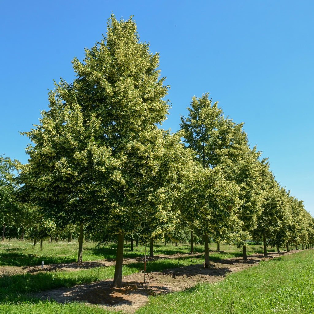 Липа Tilia cordata