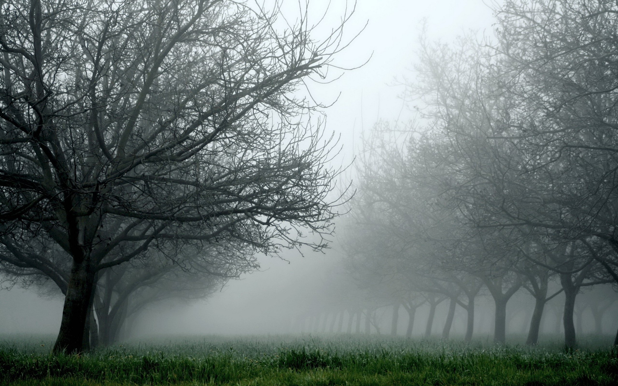 Дерево молчания. Мрачный пейзаж. Мрачное дерево. Серая природа. Серый пейзаж.