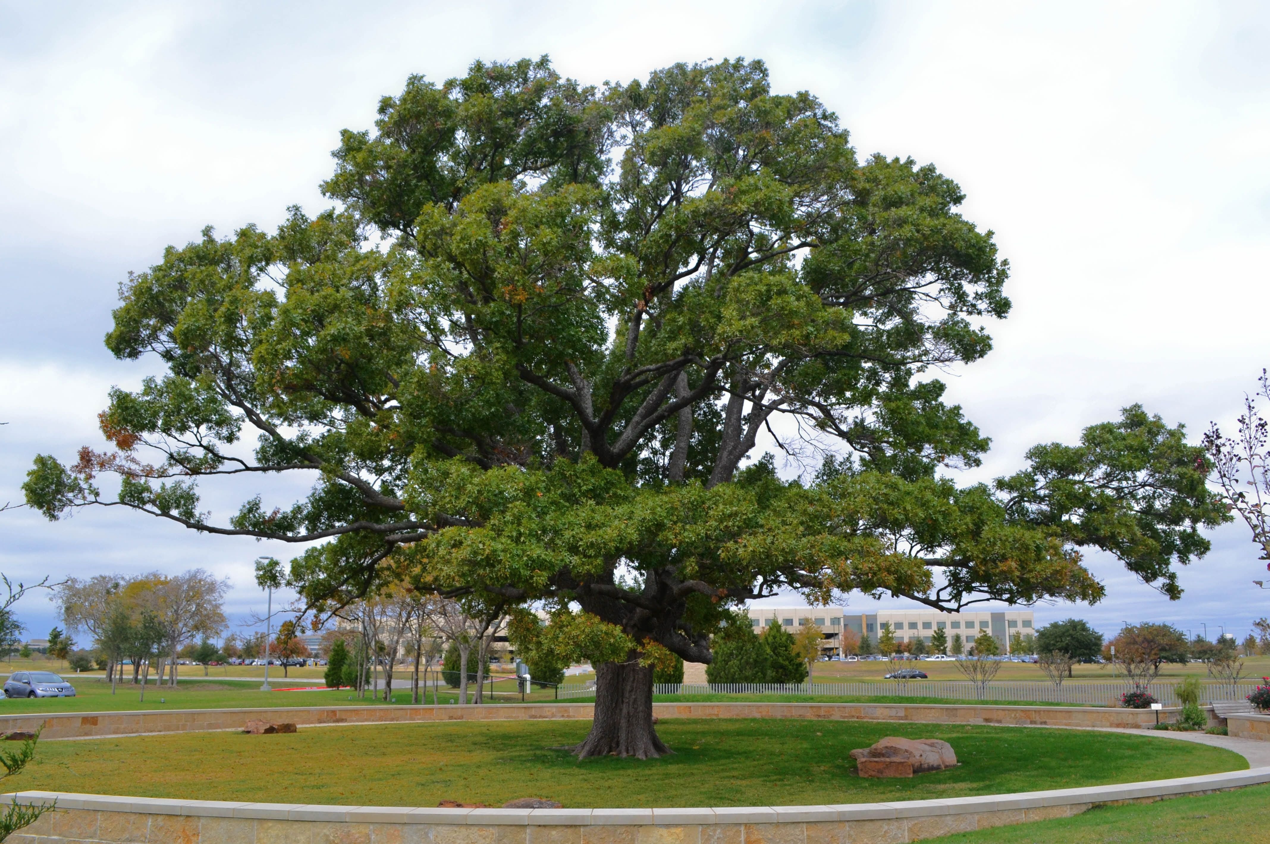 Дерево. Oak Moka дерево. Дуб Кайзера в Германии. Раскидистая крона дуб. Кряковистый дуб это.