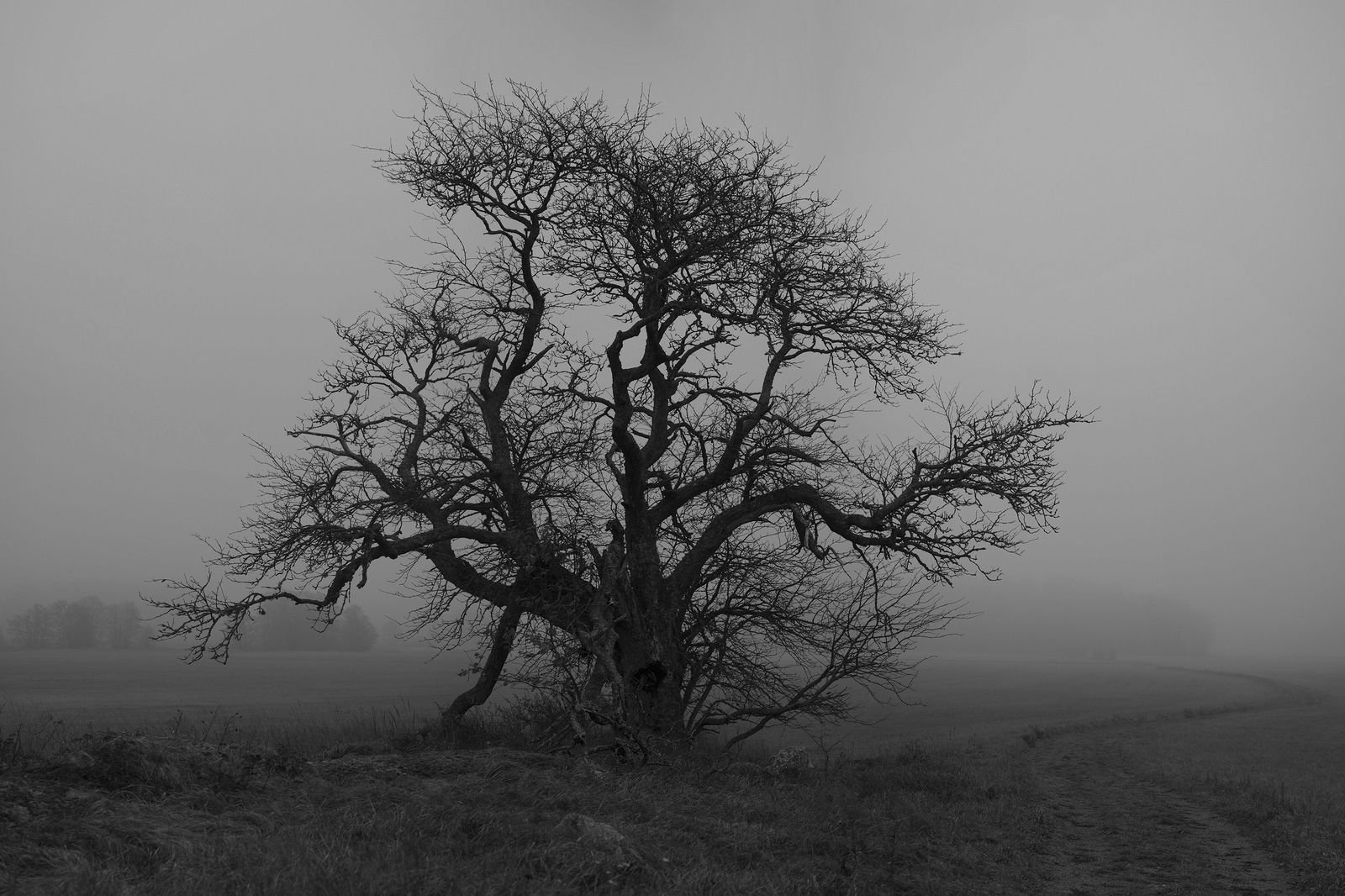 Elder tree. Сухое дерево. Старое дерево. Сухое дерево Эстетика. Старое дерево черно белое.