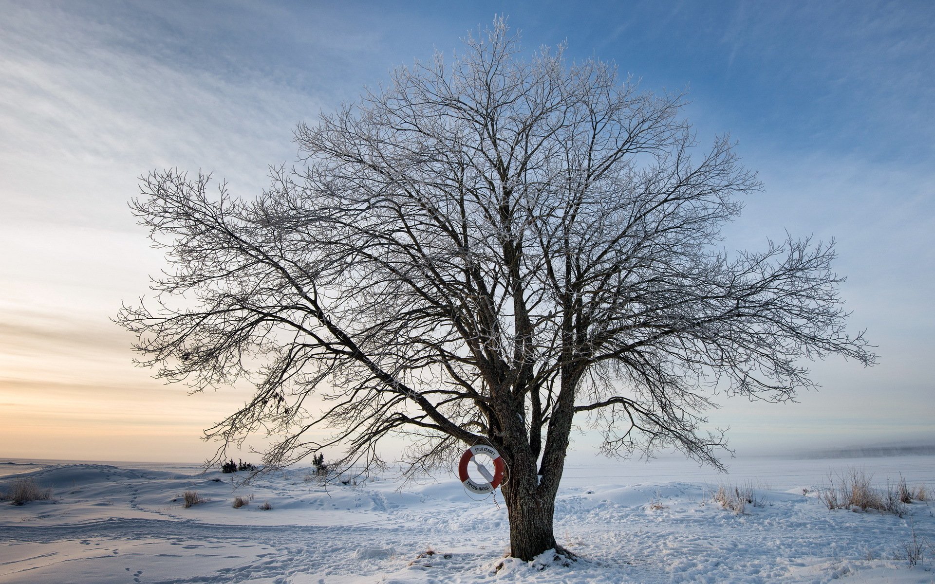 Как выглядит дерево зимой. Деревья зимой. Развесистое дерево зимой. Зимнее дерево на ветру. Развесистое дерево.